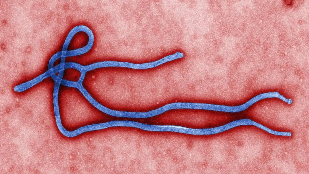 Ebola Death Toll Passes 4,600 as Nigeria Reports First Case